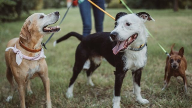 ペットシッターmojo Mojo 福岡市で犬 猫 小動物のお世話ならペットシッターmojo Mojo